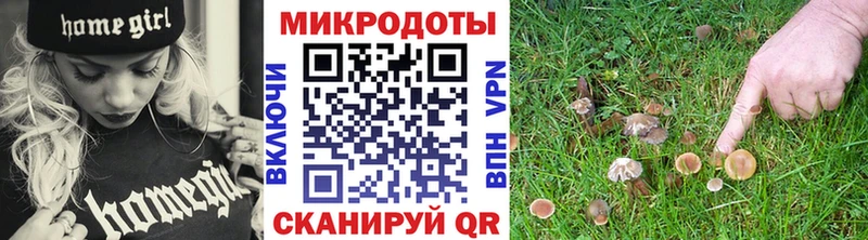 Галлюциногенные грибы Psilocybe  Фрязино 